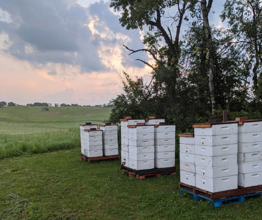 Bees | Gentle Breeze Honey