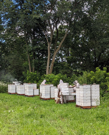 Beehives | Gentle Breeze Honey