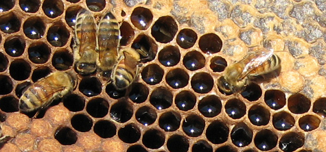 Bees | Gentle Breeze Honey