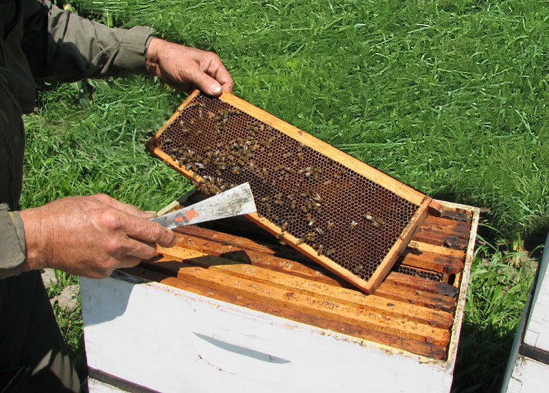 Beehives | Gentle Breeze Honey